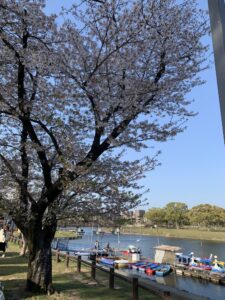 江津湖にも春が